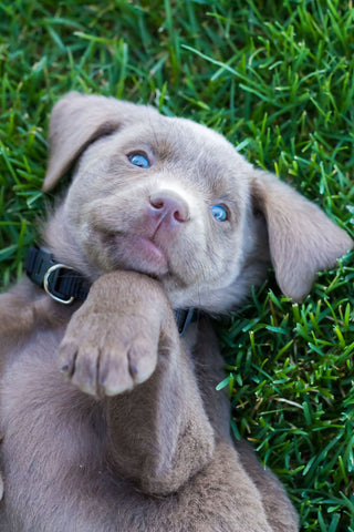 Puppy Yoga Montreal - Puppy Yoga