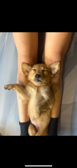 Puppy Yoga Paris - Puppy Yoga