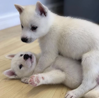 Puppy Yoga Ottawa - Puppy Yoga