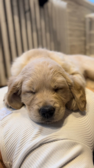 Puppy Yoga Montreal - Puppy Yoga