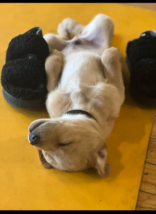 Puppy Yoga NYC - Puppy Yoga